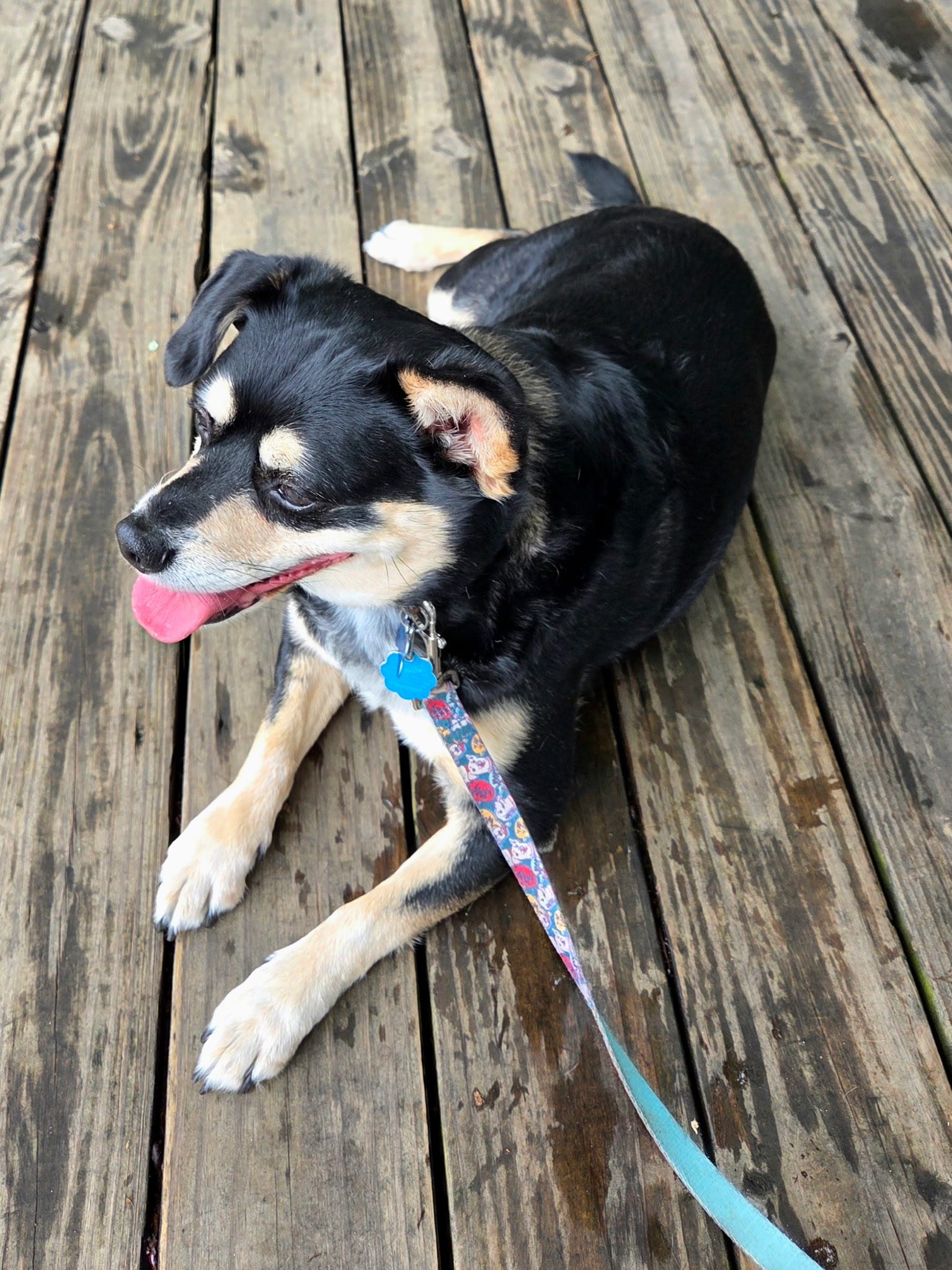 Close up of Zippy on the deck